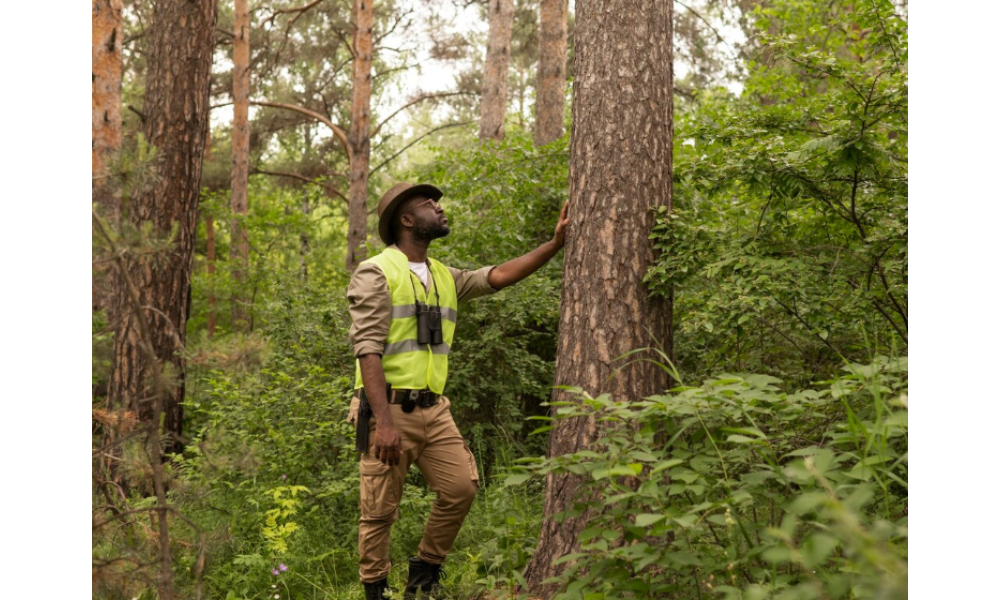 Tree Removal